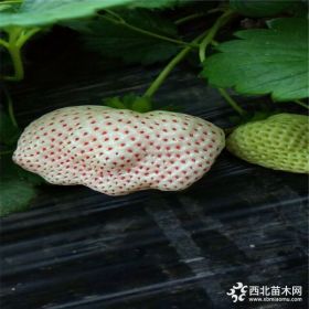 新品种白草莓苗、白草莓苗什么价格