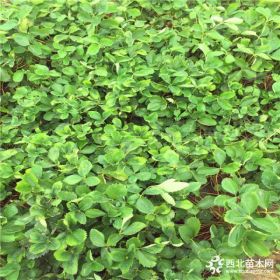 新品种草莓苗、批发草莓苗多少钱一棵