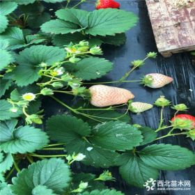 哪里有卖白草莓苗、白草莓苗批发多少钱