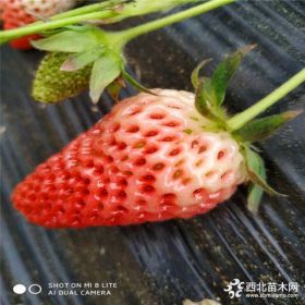 咖啡草莓苗多少钱一棵、哪里有卖咖啡草莓苗