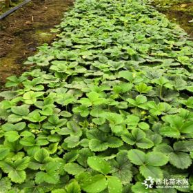 妙香7号草莓苗出售价格