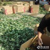 草莓苗品种介绍、适合南方种植的草莓苗品种甜宝草莓苗