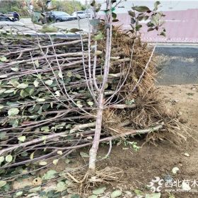 烟富8号苹果苗、矮化烟富8号苹果苗基地价格