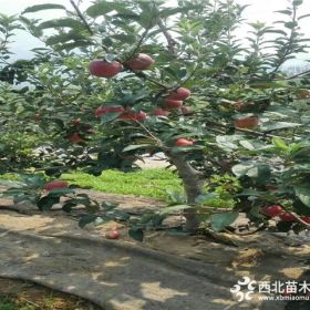 爱妃苹果树苗、矮化爱妃苹果树苗市场价格