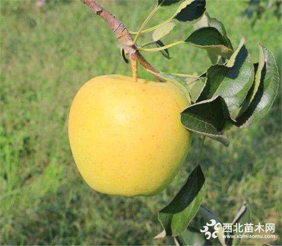 煙富3號蘋果樹苗