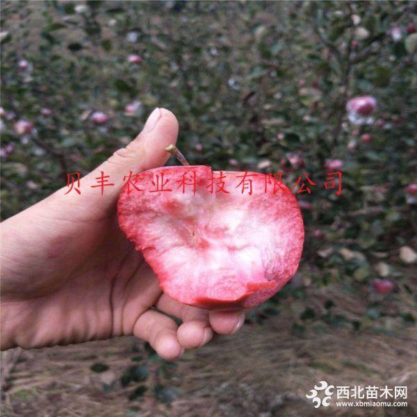 鲁丽苹果树苗