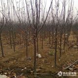 矮化苹果苗价格、矮化苹果苗出售价格