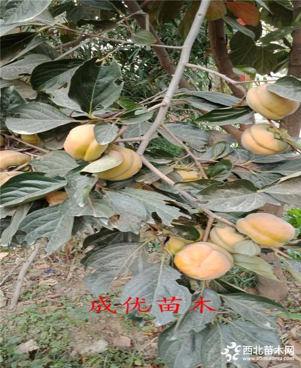 柿子樹(shù)苗