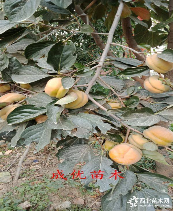 柿子樹(shù)苗