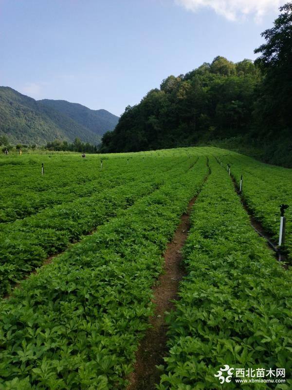 刺嫩芽苗