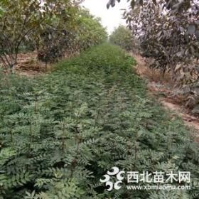 大红袍花椒苗价格？？？ 1-2年生大红袍花椒苗种植基地