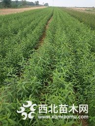 毛桃苗价格 1年毛桃苗怎么卖