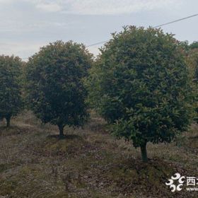 南京红叶石楠苗木种植基地低杆红叶石楠球精品苗价格