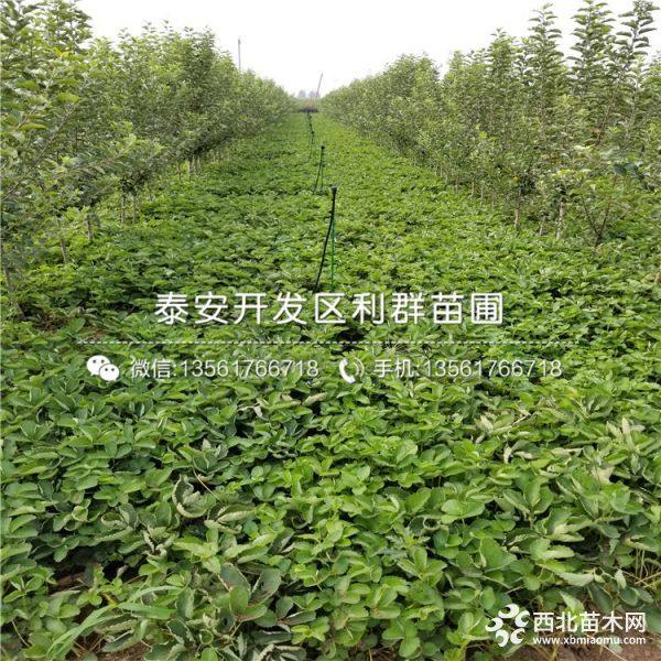 桃熏草莓苗、新品种桃熏草莓苗、桃熏草莓苗价格多少