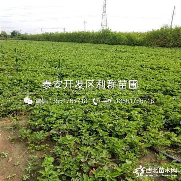 桃熏草莓苗、新品种桃熏草莓苗、桃熏草莓苗价格多少