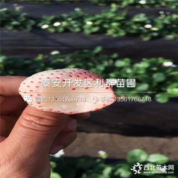 白草莓苗、白草莓苗出售