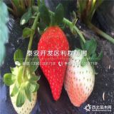 奶油草莓苗、奶油草莓苗价格