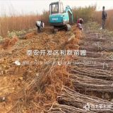 黑钻苹果树苗、黑钻苹果树苗价格