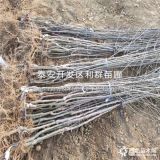 我想买苹果树苗、苹果树苗什么品种好、苹果树苗价格多少