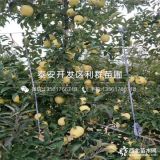 早熟鲁丽苹果苗、早熟鲁丽苹果树苗、早熟鲁丽苹果树苗价格