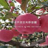 神富1號(hào)蘋果苗、神富1號(hào)蘋果樹苗、神富1號(hào)蘋果樹苗價(jià)格多少