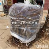 瑞雪苹果树苗、瑞雪苹果树苗价格、瑞雪苹果树苗基地