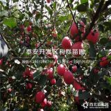 新品種蘋(píng)果苗、新品種紅富士蘋(píng)果苗、新品種紅富士蘋(píng)果苗價(jià)格