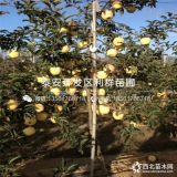 矮化煙富10號蘋果苗、矮化煙富10號蘋果樹苗多少錢一棵