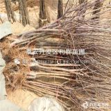 鲁丽苹果苗、鲁丽苹果树苗、鲁丽苹果树苗多少钱一棵