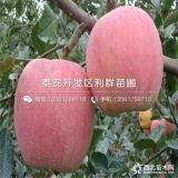 眾成1號蘋果苗、眾成1號蘋果苗價格及報價