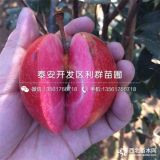 山東紅富士蘋果苗 新品種紅富士蘋果苗價(jià)格多少