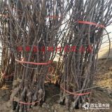 鲁丽苹果树苗哪里有卖的批发价格多少钱-4公分早熟苹果树苗