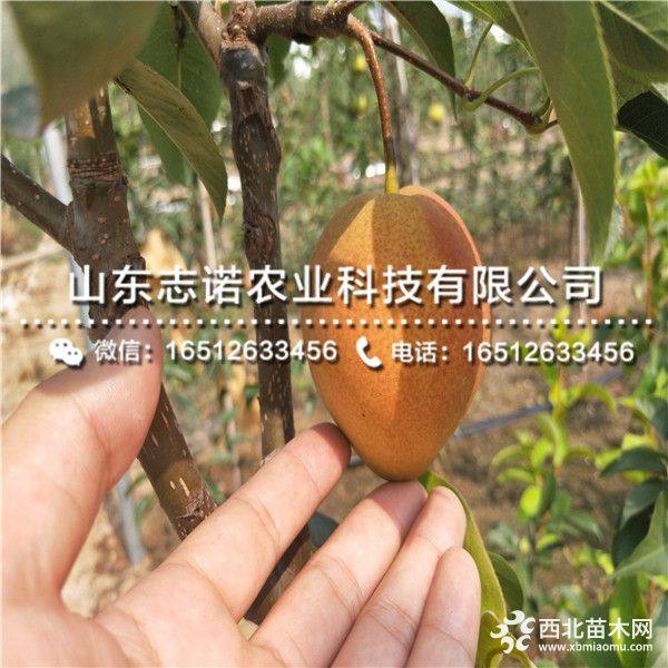 阿巴特西洋梨树苗、阿巴特西洋梨树苗、阿巴特西洋梨树苗价格