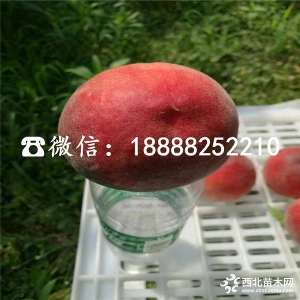 晚熟水蜜桃苗、晚熟水蜜桃苗批发基地