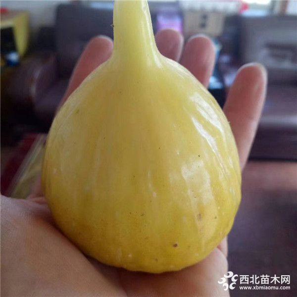 新品种无花果苗