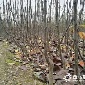 阿巴特梨树苗、阿巴特梨树苗行情