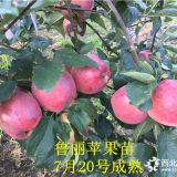 新品种鲁丽苹果苗基地 早熟鲁丽苹果树苗产量怎么样