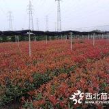 （魯賓斯）紅葉石楠和（紅羅賓）紅葉石楠價格差別大不大