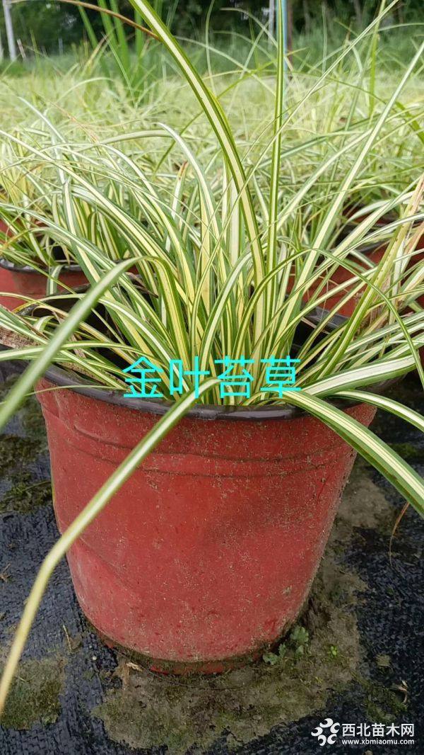 金叶苔草