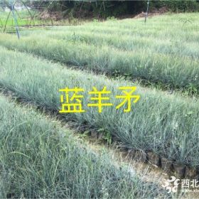 四川蓝羊茅基地、哪儿可以买到蓝羊茅、蓝羊茅价格