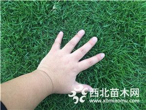 供應(yīng)新建馬尼拉草皮