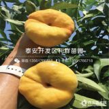 倉方早生桃樹苗、倉方早生桃樹苗價(jià)格