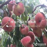 中油20號桃樹苗、中油20號桃樹苗價格