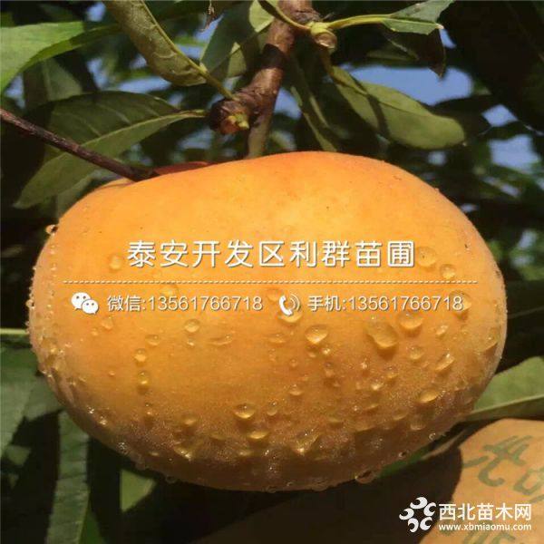 早熟春雪桃樹(shù)苗、早熟春雪桃樹(shù)苗多少錢(qián)一棵