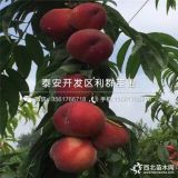 艷紅桃樹苗、艷紅桃樹苗價格