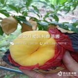 山東映霜紅桃樹苗、映霜紅桃樹苗價格、映霜紅桃樹苗基地