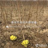 沂蒙霜红桃树苗、沂蒙霜红桃树苗多少钱一棵