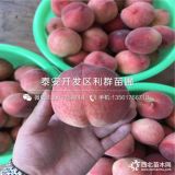 中華壽桃樹苗、中華壽桃樹苗價格