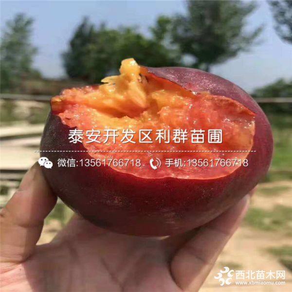 风味皇后蟠桃苗、风味皇后蟠桃树苗多少钱一棵