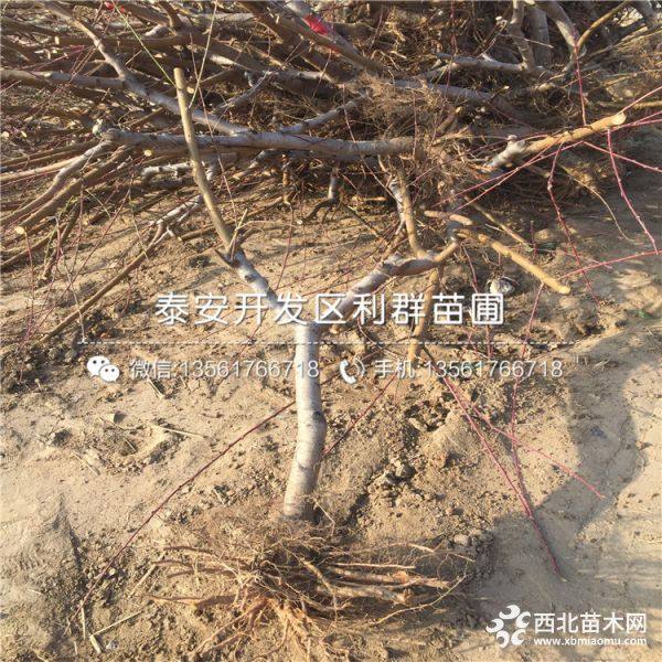 黑桃树苗、黑桃树苗价格、山东黑桃树苗基地